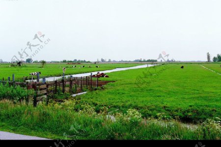 比利时牧场图片