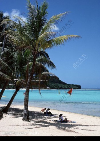 海滩和椰树图片
