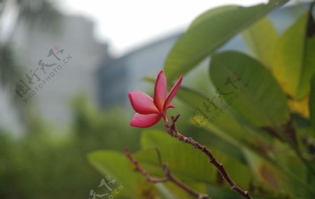 红素馨花图片