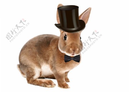 灰兔子绅士兔子图片
