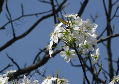 蓝天梨花图片