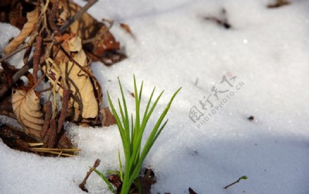 雪中的小草图片