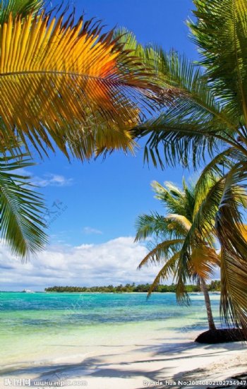 海边棕榈树图片
