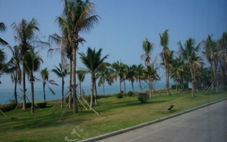 海边椰林图片