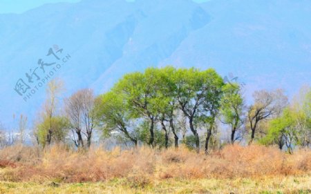 洱海苍山树图片