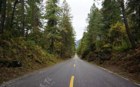 森林公路图片