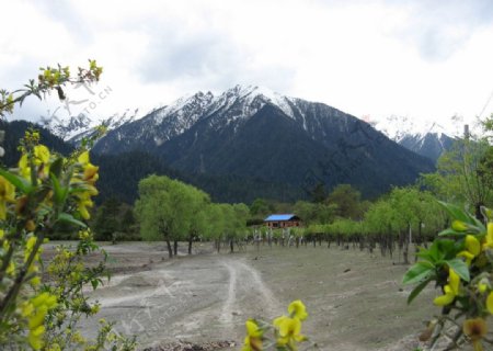 高原雪山迎春花图片