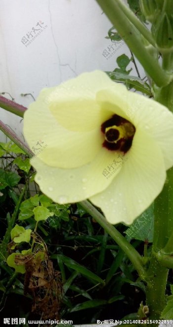 黄秋葵的花图片