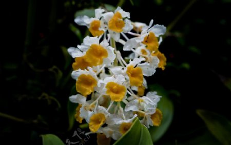 黄白双色的兰花图片