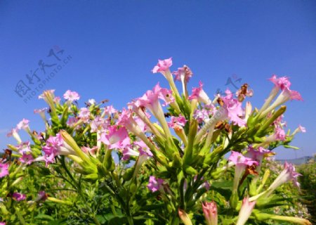 烟草花图片