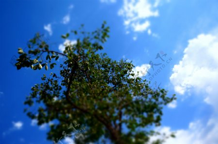 蓝天白云树图片