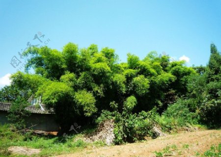 四川农村郊外的竹林图片