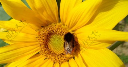 向日葵花上的蜜蜂图片