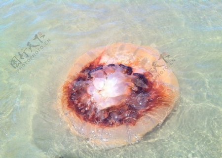 搁浅的水母图片