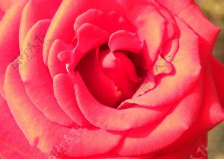 花开灿烂粉红色图片
