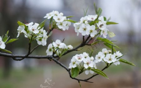 洁白梨花图片