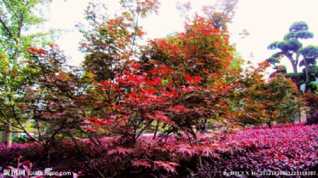 红枫绿树图片