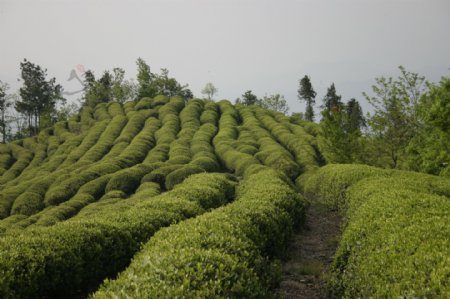 茶树图片