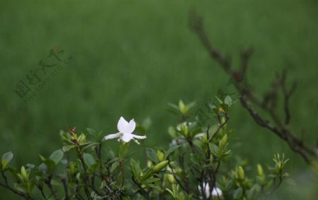 白色小花图片