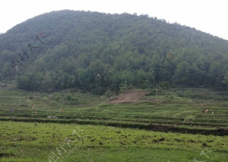 贵州甲茶自然景观图片