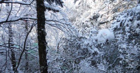 冬日树林图片