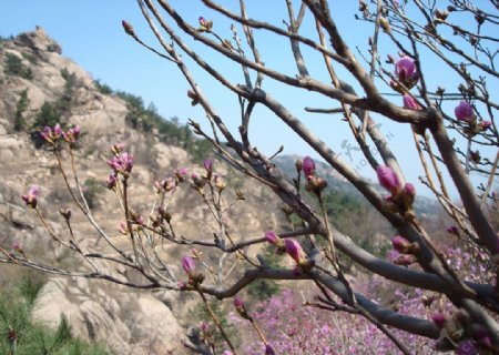 杜鹃花图片