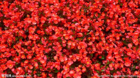 大红色四季海棠花图片