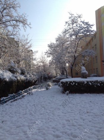 小区内雪景图片