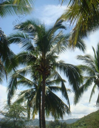 美丽的椰树林图片