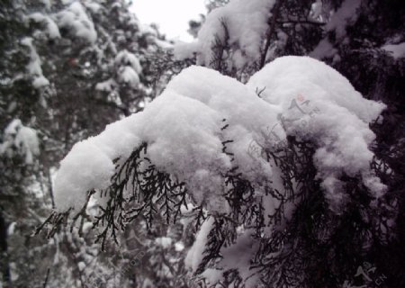 雪积压枝低图片