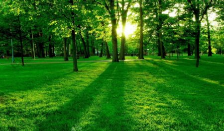 森林绿地阳光图片