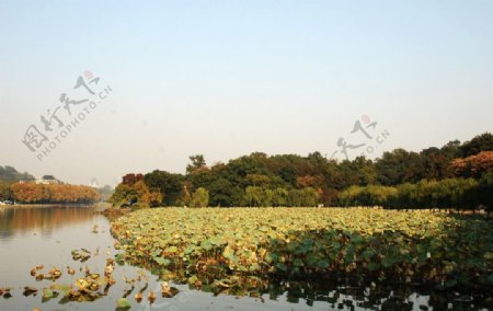 杭州西湖自然风光湖面图片