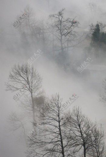 云雾和树图片