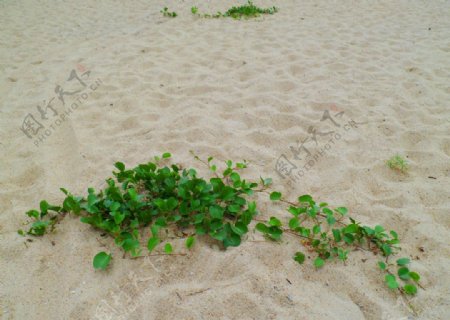 海岸沙漠植物图片