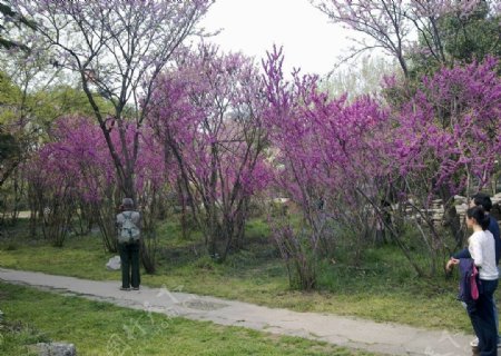 樱花图片