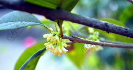 桂花飘香图片