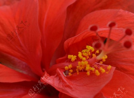 朱槿大红花图片