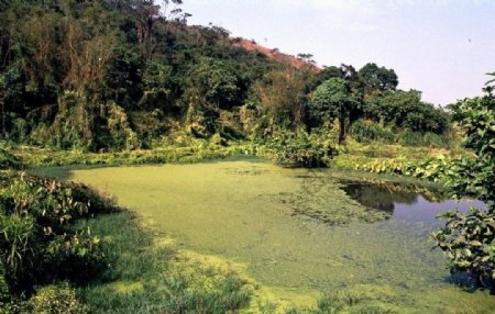 乡村池塘图片