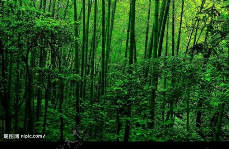 黄山悴竹图片
