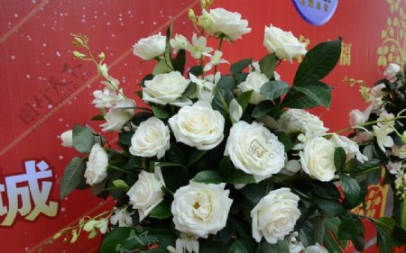 白玫瑰花柱图片