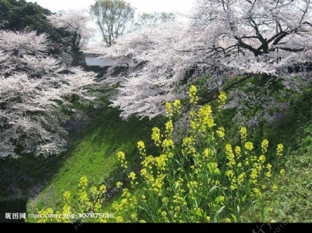 樱花季节图片