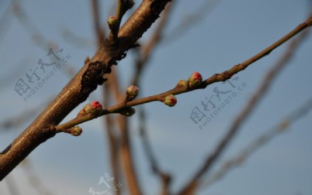 桃花桃树开花的桃图片