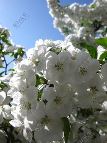 海棠花白色图片
