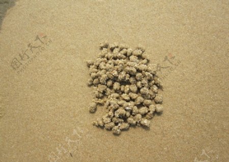 海螺土壤图片