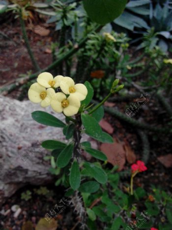 植物黄花花卉图片