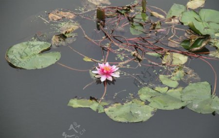 湖中的睡莲睡莲图片