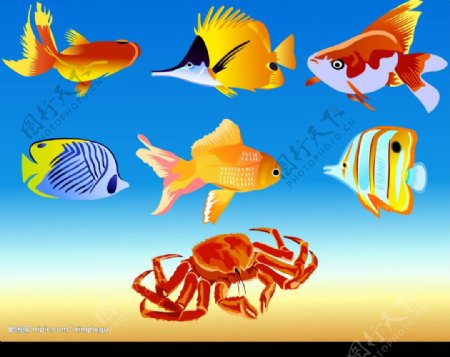 鱼和蟹矢量素材图片