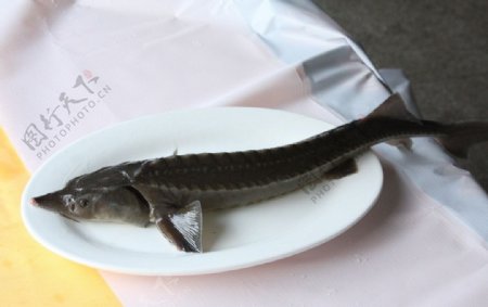 中华鲟鲟鱼图片