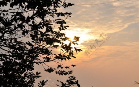 夕阳梧桐山图片