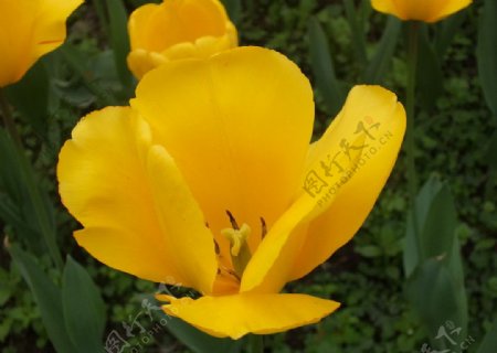 满园春色佱黄色郁金香图片